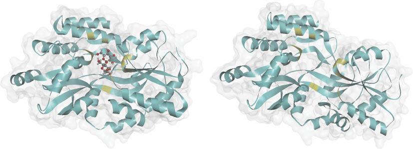 Figure 1: The biological assembly for the closed-holo 1MPD conformal structure [left, Shilton et al. (1996)] and the open-apo 1OMP conformal structure [right, Sharff et al. (1992)]. Secondary structures and solvent accessible surfaces of both proteins are shown as blue flat ribbons and gray transparent surfaces, respectively. Active sites in ribbon representations have yellow color and interact with ligand maltose shown here as ball and stick model embedded in 1MPD structure.