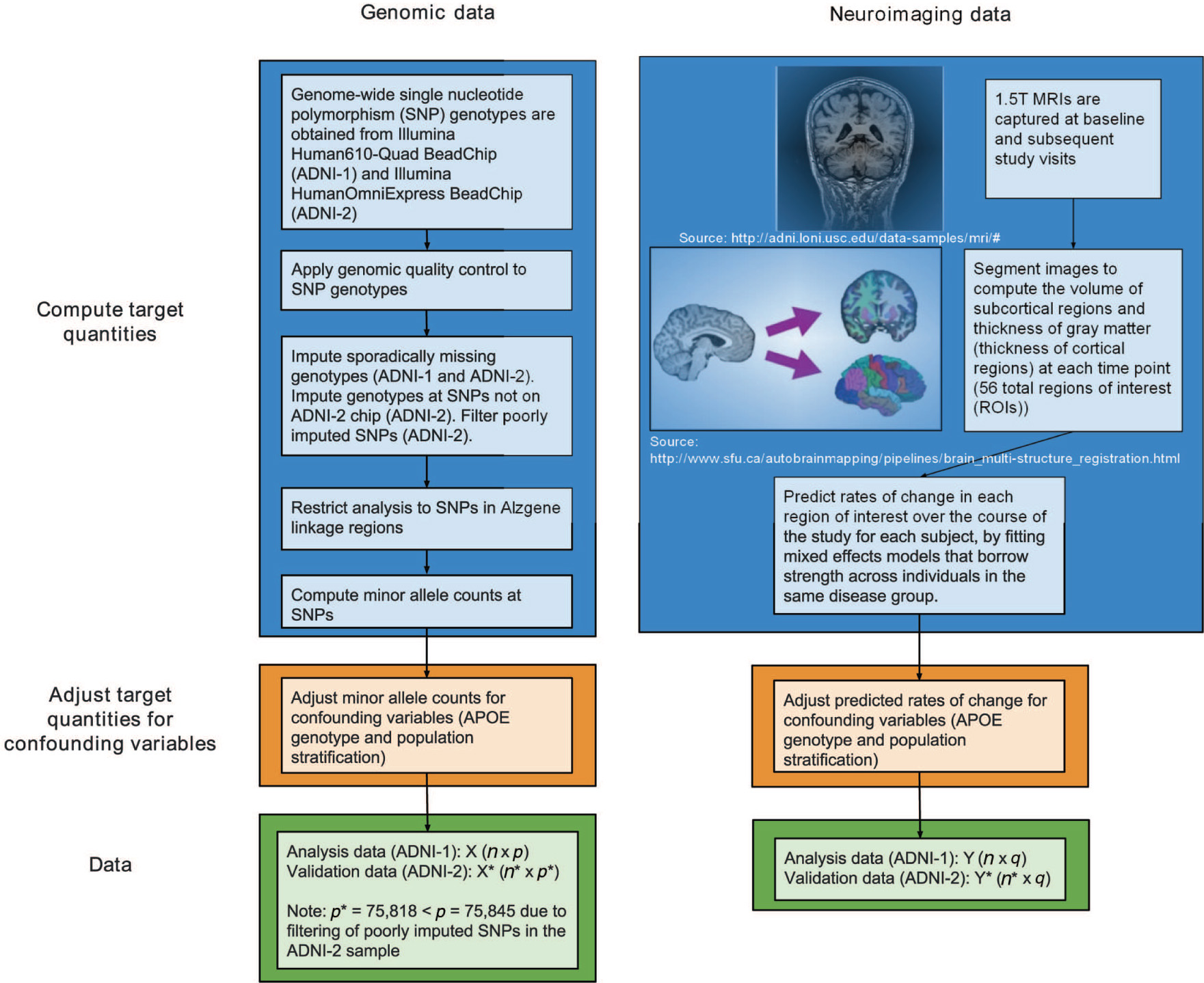 Figure 1: Flow chart of the steps to process the raw genomic and neuroimaging data into the analysis and validation datasets. The target quantities, minor allele counts at SNPs in Alzgene linkage regions for the genomic data and predicted rates of change at brain regions of interest for the neuroimaging data, are computed. Then, both sets of targets quantities are adjusted for potentially confounding variables to obtain the data for analysis (ADNI-1) or validation (ADNI-2).
