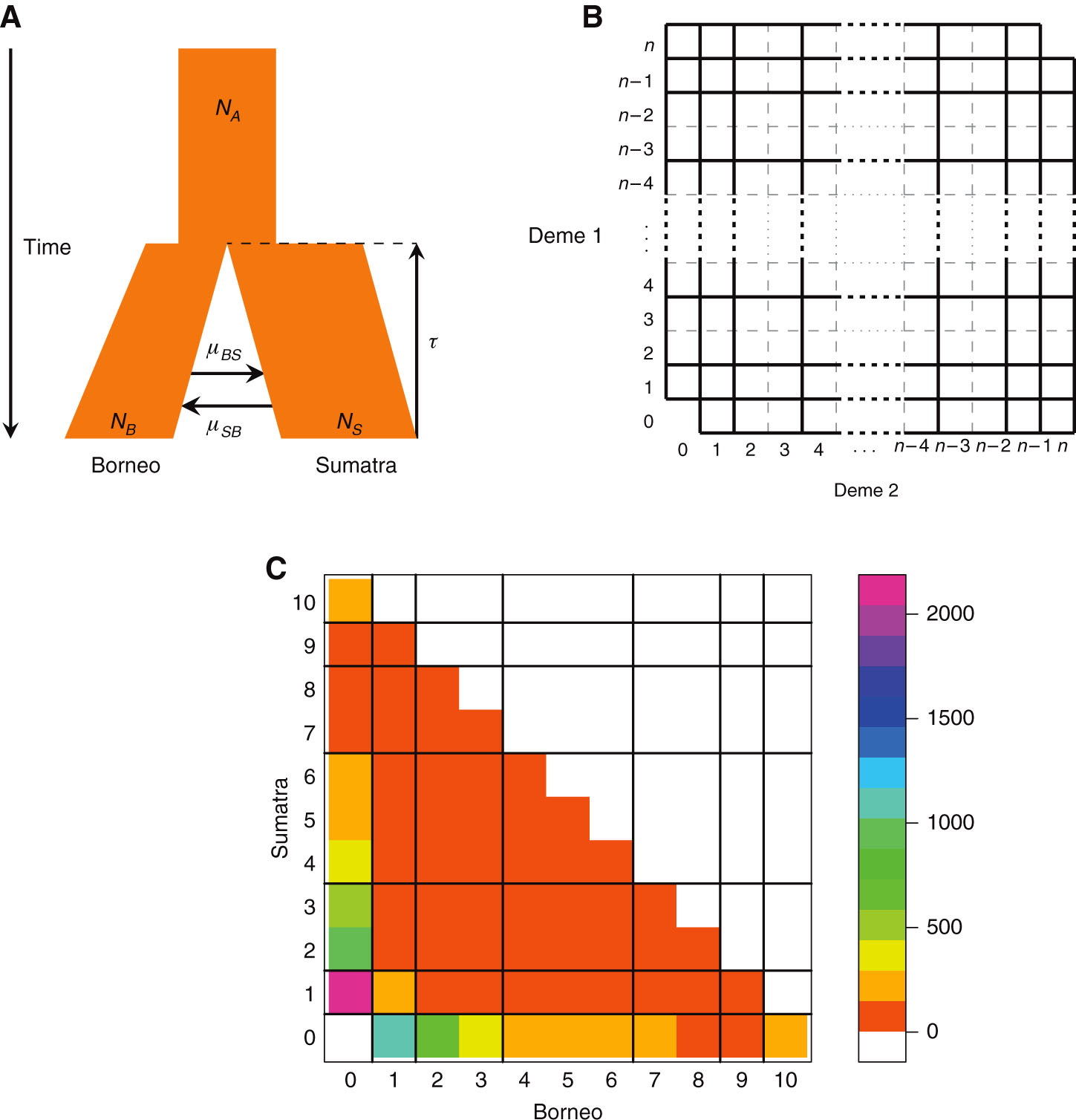 Figure 5: (A) Isolation-migration model for the ancestral history of orang-utans. Notation: NA, effective size of the ancestral population; μBS (μSB), fraction of the Bornean (Sumatran) population that is replaced by Sumatran (Bornean) migrants per generation (backwards migration rate); τ, split time in years; NB (NS), effective population size in Borneo (Sumatra). (B) Binned joint site frequency spectrum (adapted from Naduvilezhath et al., 2011). (C) Folded joint site frequency spectrum of biallelic SNPs at four-fold degenerate sites in the Bornean and Sumatran orang-utan samples.