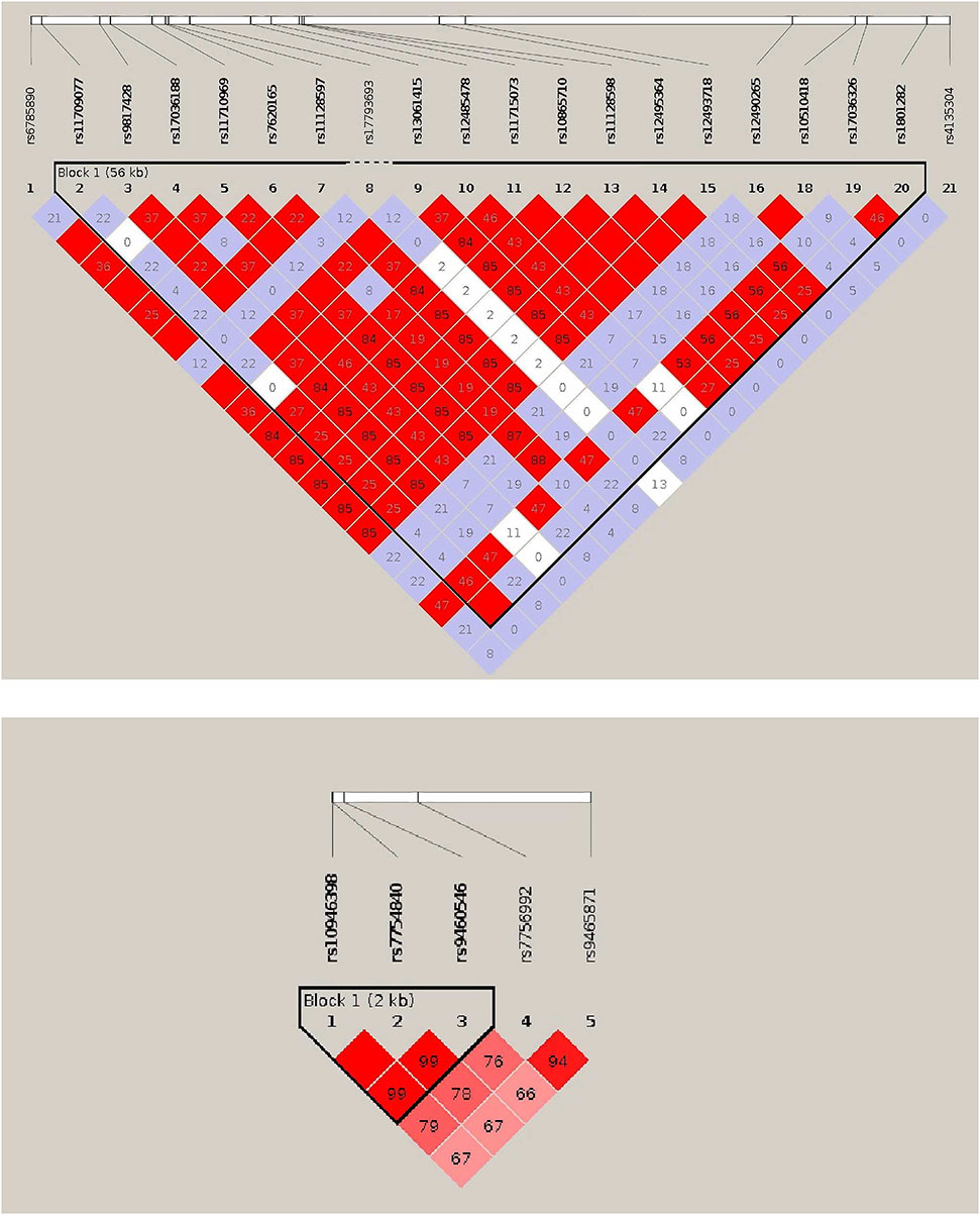 Figure C.2: Linkage disequilibrium (LD) plot obtained from Haploview for the selected regions for PPARG (top) and CDKAL1 (bottom) SNPs of the Baependi dataset. Each diagonal represents a definite SNP and each square indicates the pairwise magnitude of LD or correlation structure between 2 SNPs corresponding to the crossing diagonals.