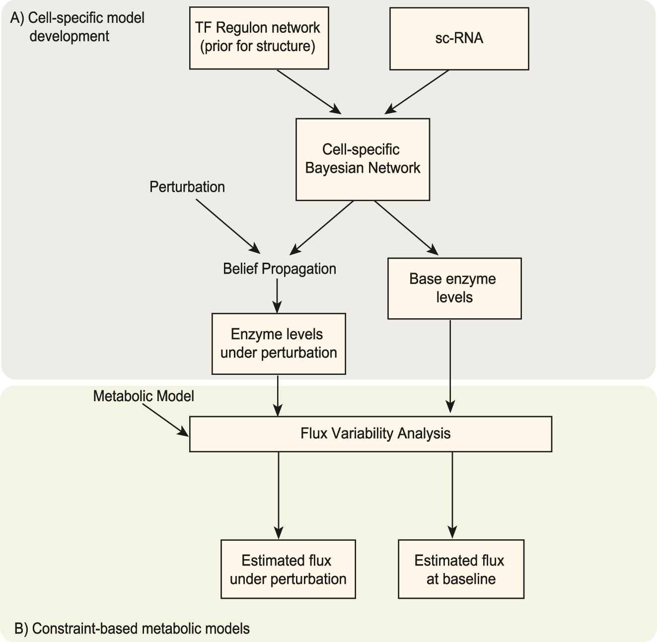 Figure 1: 
A schematic describing the integrated modeling approach. (A) Cell-specific models are developed using Bayesian Network inference using prior constraints of regulatory structure from a database and single-cell RNA data. The system-wide effects of perturbations to these models are explored using probabilistic reasoning for BNs. The enzyme levels estimated from these models are embedded into the constraints for flux variability analysis. (B) Lsei-FBA is performed using a metabolic model of brain metabolism. The outputs are predicted cell-specific reaction flux rates that can be compared to estimated baseline fluxes, which provides insights into the relative changes that occur in the cell-specific systems under TF perturbations.
