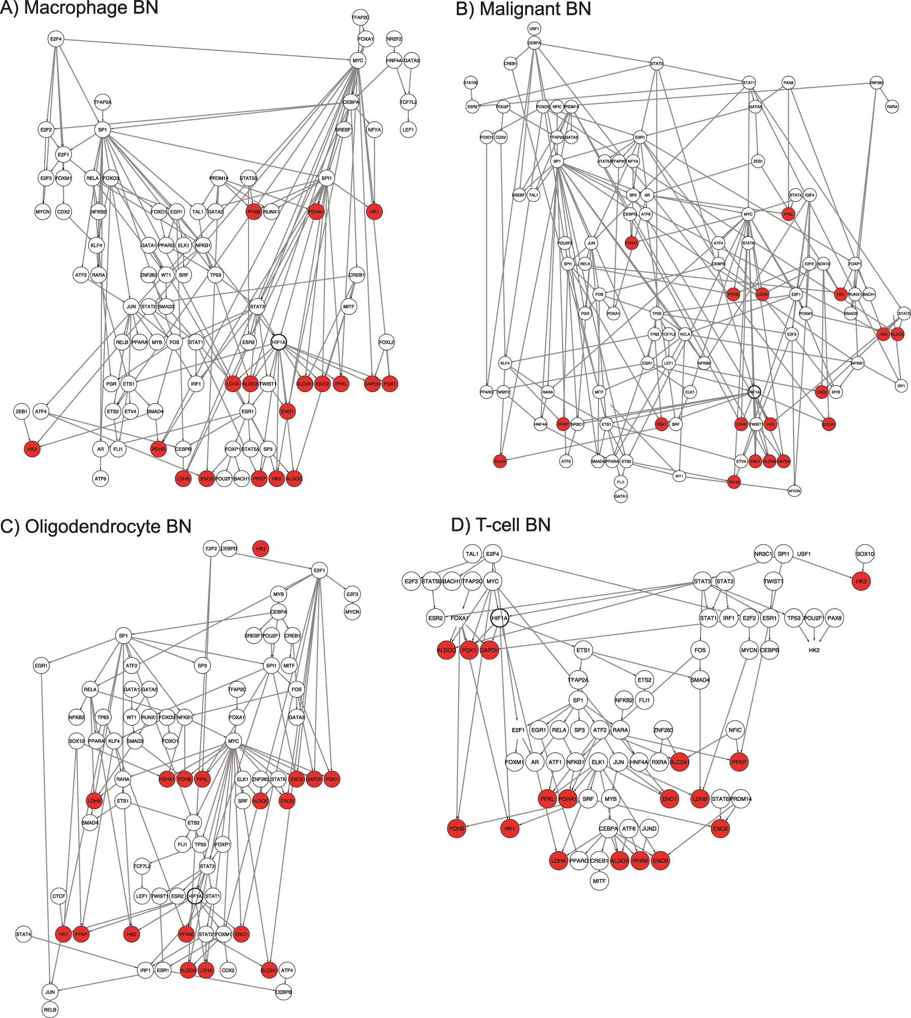 Figure 2: 
The inferred BNs by cell-type: (A) macrophage, (B) malignant, (C) oligodendrocyte and (D) T-cell. Enzymes in the metabolic model are indicated in red.
