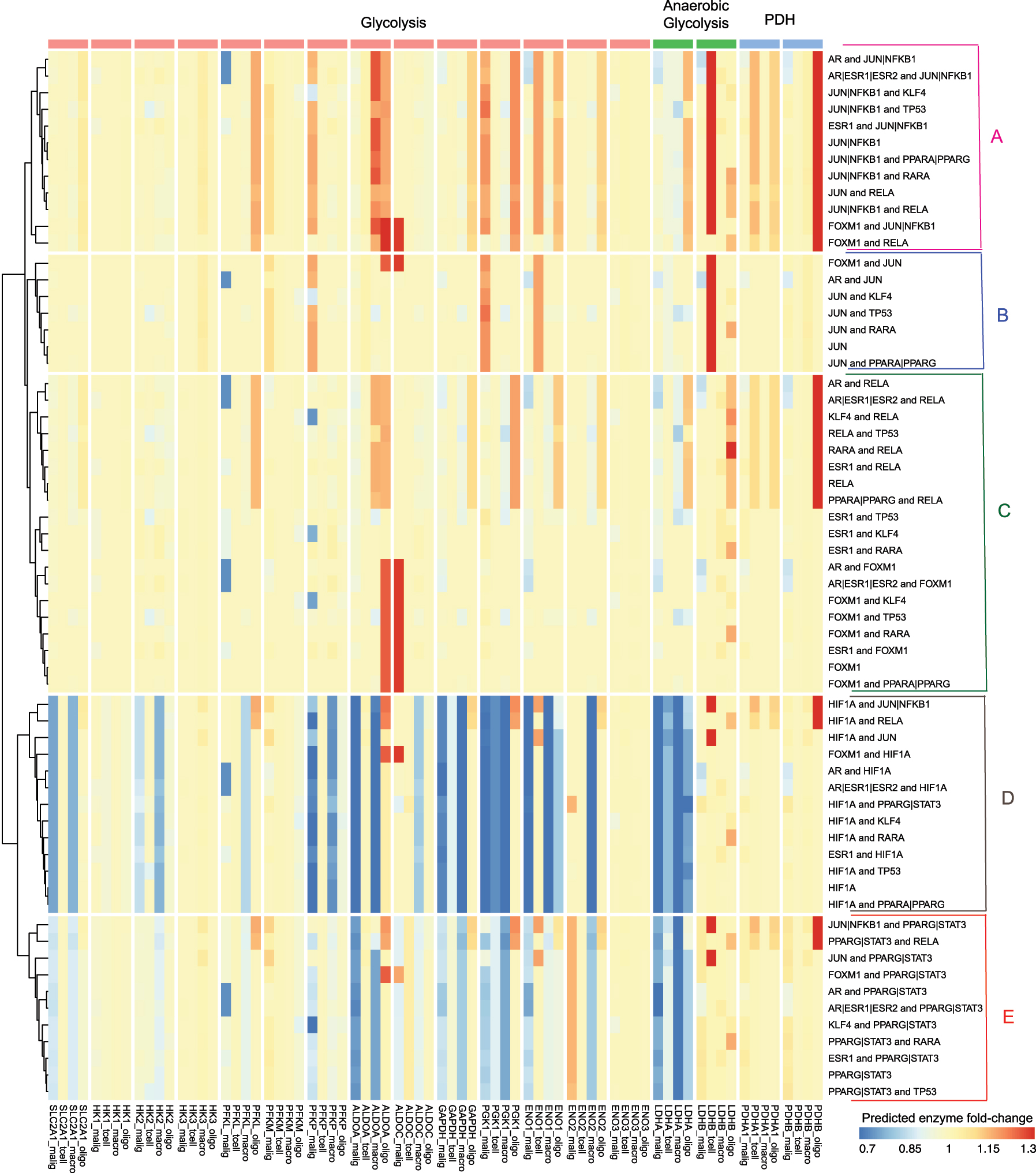 Figure 4: 
Clustering of the predicted fold changes in enzymes when transcription factors and combinations of transcription factors in the network are targeted (rows). There were five distinct clusters observed (A–E). The fold changes are systematically displayed for the enzymes for the malignant, T-cell, macrophage and oligodendrocyte (columns). This ordering is preserved across the different pathways: glycolysis, anaerobic glycolysis and the flux from the glycolytic pathways to the TCA cycle (pyruvate dehydrogenase).
