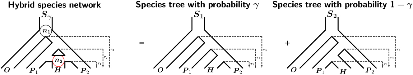 Figure 1: 
Model for the species-level relationships among four taxa under the coalescent model with hybridization. Here taxon H is a hybrid of taxa P
1 and P
2, τ
1, τ
2, and τ
3 are the speciation times for the internal nodes from the present. The circles on the leftmost figure represent internal nodes. The red circle (n
2) represents the hybrid node as there are three descendent from that node. The network on the left can be decomposed into two species-level phylogenies; one with H and P
2 as sister taxa with probability γ, and one with H and P
1 as sister taxa with probability 1 − γ.

