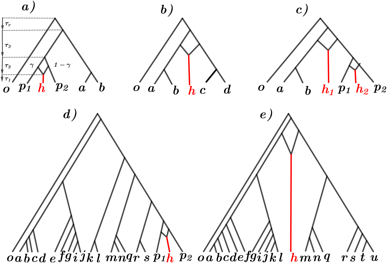 Figure 2: 
Five hybridization scenarios were considered in this study: (a) one recent hybridization event within six species, (b) one ancient hybridization event within six species, (c) one recent and one ancient hybridization event within seven species, (d) one recent hybridization event within twenty species, and (e) one ancient hybridization event within twenty species. The outgroup species is denoted by o. For panels a, b, and d, the hybrid species is denoted by h, and parents of the hybrid species are denoted by p
1 and p
2. For panel c, the two hybrid species are denoted by h
1 and h
2; the parents of h
2 are p
1 and p
2, and the parents of h
1 are the ancestor of a and b, and the ancestor of p
1, h
2, and p
2. For panel e, the hybrid species is denoted by h, and its parents are the ancestor of a, b, …, l, and the ancestor of m, n, …, u. γ is the proportion of genetic material shared by the leftmost parent to the hybrid. The time between speciation event i and i + 1 is denoted by τ

i
. Note that only the first sub-figure (panel a) is fully labeled.
