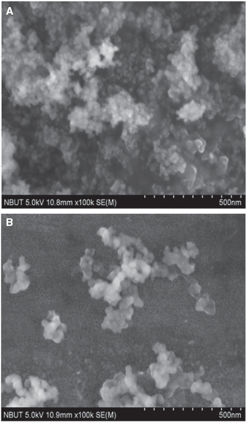 Figure 2 SEM of nanosilica.(A) Unmodified. (B) Modified with KH570.