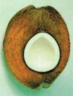 Figure 6: Coir fiber.