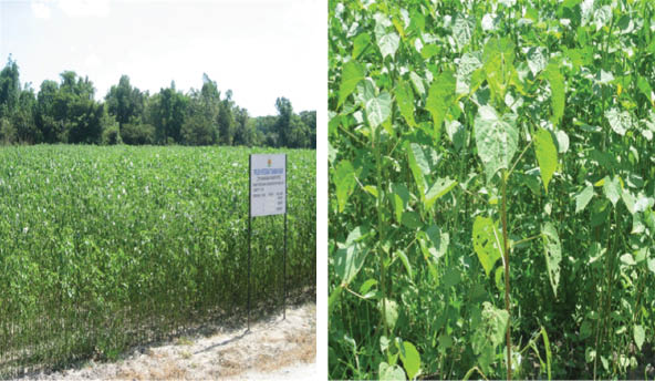 Figure 9: Kenaf plants [21].
