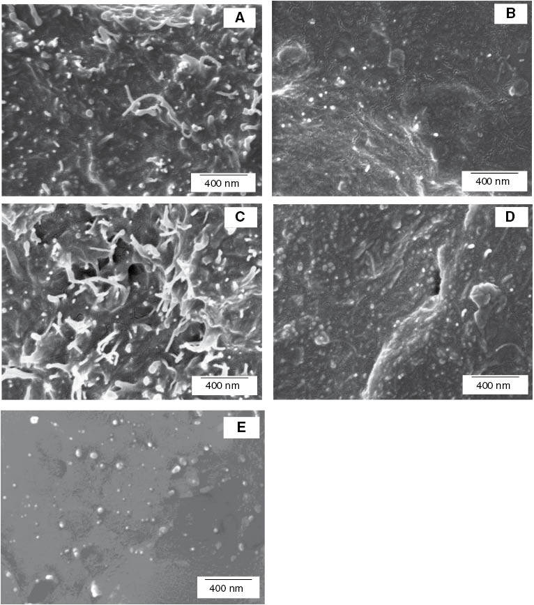 Figure 3 FE-SEM images of the cross section of TPNR containing 2 wt% (A) pristine MWCNTs, (B) acid-treated MWCNTs, (C) pristine MWCNTs-Fe3O4, (D) acid-treated MWCNTs-Fe3O4, and (E) Fe3O4 nanoparticles.