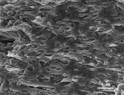 Figure 6: SEM image of fracture surface of rGO@PDOPA/PVDF hybrid film containing 1.32 vol% rGO nanosheets.