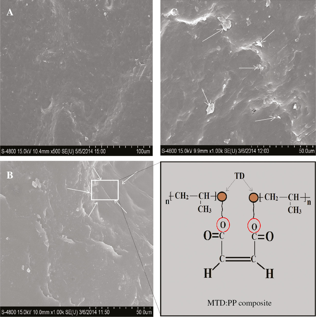 Figure 4: FE-SEM images (A) PP (B) MTD:PP and (C) UTD:PP composites.