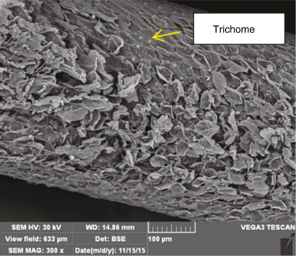Figure 5: Micrographs of untreated DPFs.