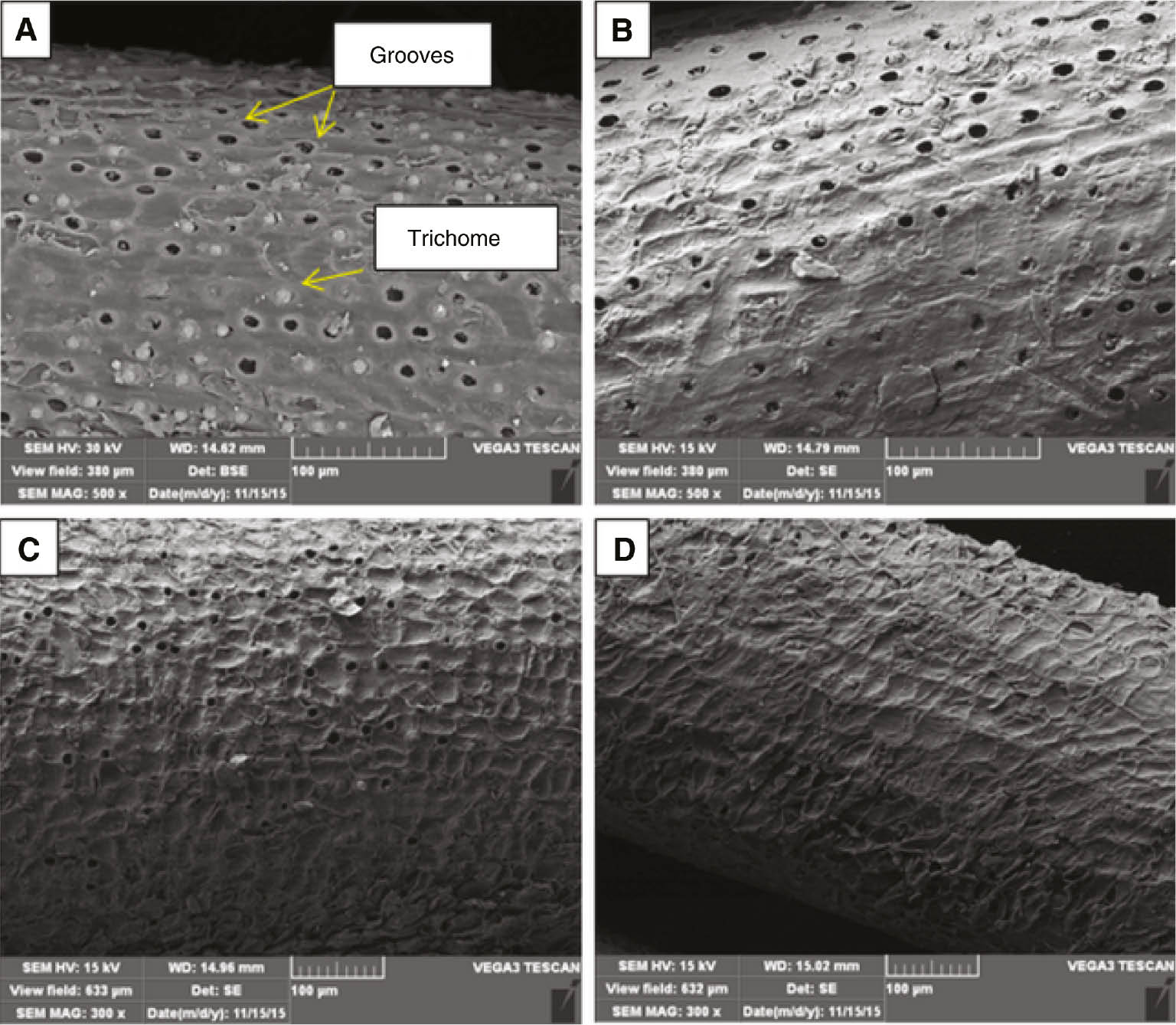 Figure 6: Micrographs of plasma-treated DPFs under different conditions: (A) A3, (B) A8, (C) B3, and (D) B8.