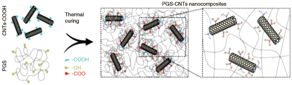 Figure 2 The synthesis and fabrication of PGS-CNT nanocomposites. Reproduced from Ref. [8] with permission of The Royal Society of Chemistry.