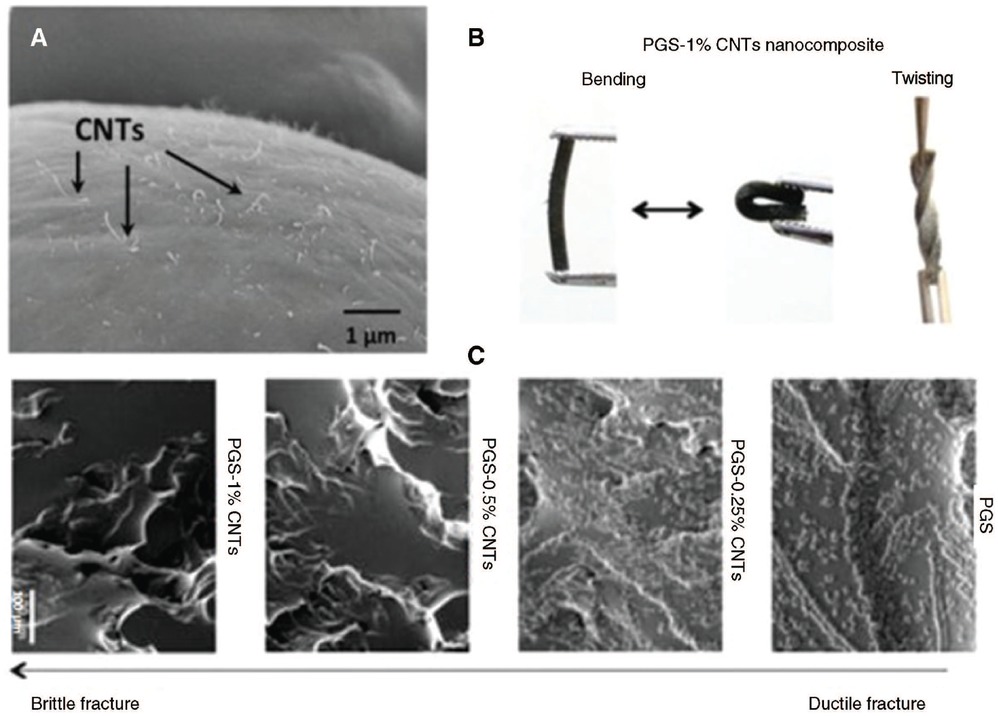 Figure 3 (A) The SEM image of the freeze-fractured surface of PGS-1% CNT nanocomposites showing uniform distribution of CNTs on the surface. (B) PGS-CNT nanocomposites showing high flexibility and can sustain bending and twisting. (C) The SEM images of the fractured surfaces of PGS-CNT nanocomposites after tensile testing. Reproduced from Ref. [8] with permission of The Royal Society of Chemistry.