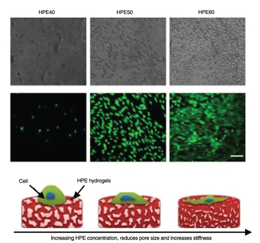 Figure 6 The representative phase contrast and fluorescent images of fibroblasts on the surface of the HPE hydrogels. Cells readily attached and spread on hydrogels with higher HPE concentration. Adapted with permission from Ref. [20]. Copyright (2013) American Chemical Society.