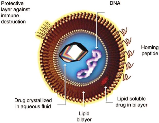 Figure 8 The structure of a liposome and its drug delivery mechanism. Image available at Ref. [21].