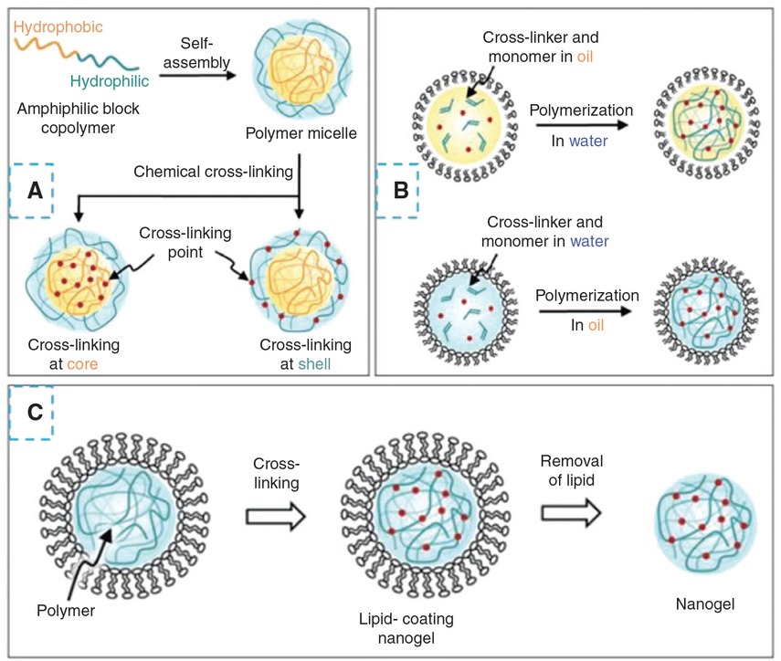 Figure 9 The chemically prepared nanogel by: (A) Crosslinking of amphiphilic block copolymer at core or shell of the polymer micelles in water. (B) Emulsion polymerization with/without emulsion. (C) Using liposome as a template. Adapted from Ref. [5], Copyright (2010) with permission from John Wiley & Sons, Inc.