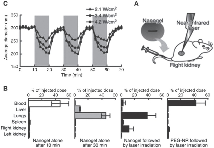 Figure 10 (A) A scheme showing the administration of the gold-hydrogel particle nanocomposites followed by near-IR light irradiation. (B) White and light-gray bars indicate the distribution after 10 and 30 min, respectively, when particle nanocomposites were injected with no irradiation. The black bars indicate the distribution when nanocomposites are injected followed by laser irradiation. The last diagram indicates the injection of polyethylene glycol (PEG)-modified gold nanorods and laser irradiation. (C) The hydrodynamic diameters of PNIPAAm-coated gold nanorods upon irradiation using a near-IR laser with increasing power density. The periods of laser irradiation are indicated by the gray area. Reproduced from Ref. [25] with the permission of The Royal Society of Chemistry.