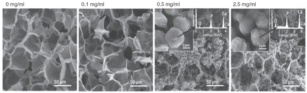 Figure 11 The SEM cross-sectional micrographs of hydrogel/HA nanocomposites containing different concentrations of HA nanoparticles after 30 days of incubation in SBF at 37°C. Reprinted from Ref. [28], Copyright (2015) with permission from Elsevier.