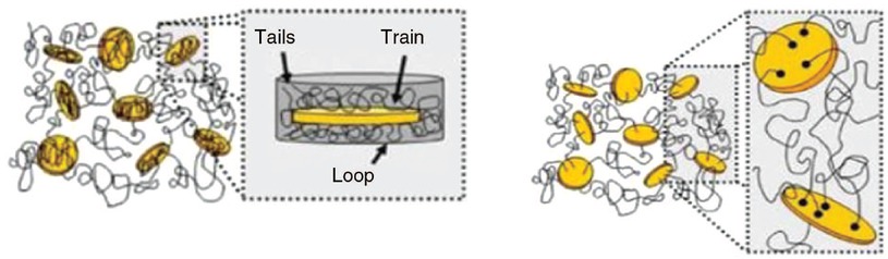Figure 12 The polymer chains crosslinked with the nanosilicate particles. Ref. [34], (© Springer-Verlag 2008) “with permission of Springer”.