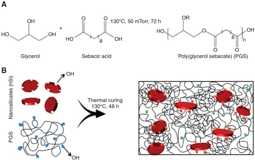 Figure 15 (A) Chemical structure of PGS. (B) Interactions between PGS chains and nanosilicates. Reprinted from Ref. [40], Copyright (2015), with permission from Elsevier.