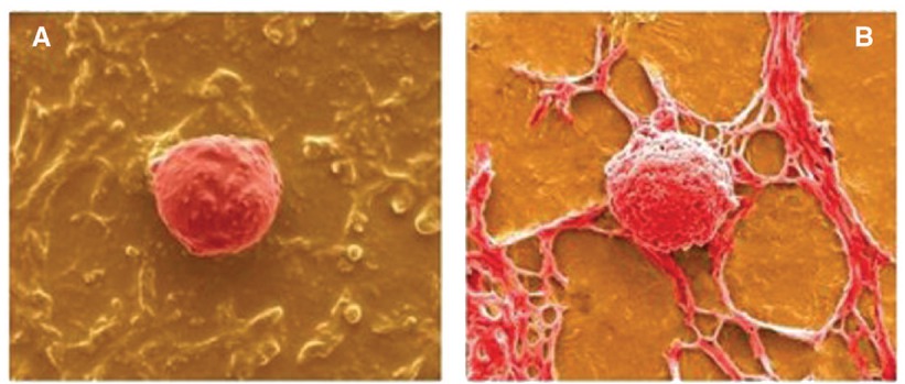 Figure 16 (A) PGS (B) PGS-Nanosilicate. Reprinted from Ref. [40], Copyright (2015), with permission from Elsevier.