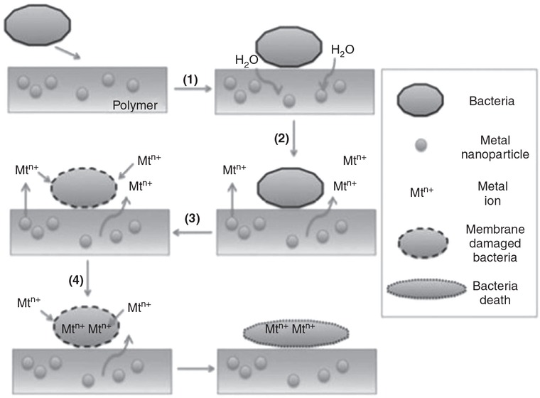 Figure 19 The antimicrobial mechanism of polymer/metal nanocomposites. Adapted from Ref. [49], Copyright (2015), distributed under the terms of the Creative Commons Attribution license.