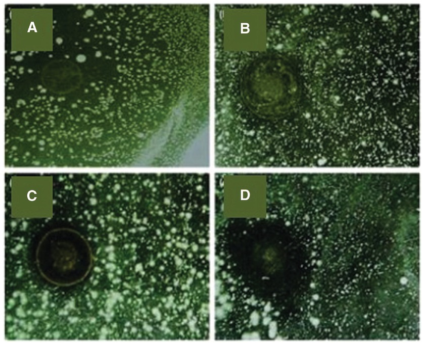 Figure 21 The antibacterial results of the hydrogel/silver nanoparticles; (A–D) dead bacteria zone increases by silver nanoparticle size decrease. Reprinted from Ref. [50], Copyright (2006), with permission from Elsevier.