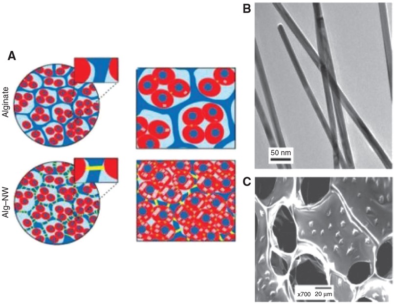 Figure 23 (A) The isolated cardiomyocytes are cultured in either pristine alginate or alginate–nanowire composites; cardiac cells (red), alginate pore walls (blue) and gold nanowires (yellow). (B) and (C) Vertical and horizontal cross-sectional images of incorporated nanowires within alginate scaffolds, respectively. The assembled wires were distributed homogeneously within the matrix. Reprinted with the permission of Macmillan Publishers Ltd: [Nature Nanotechnology] Ref. [52], Copyright (2011).