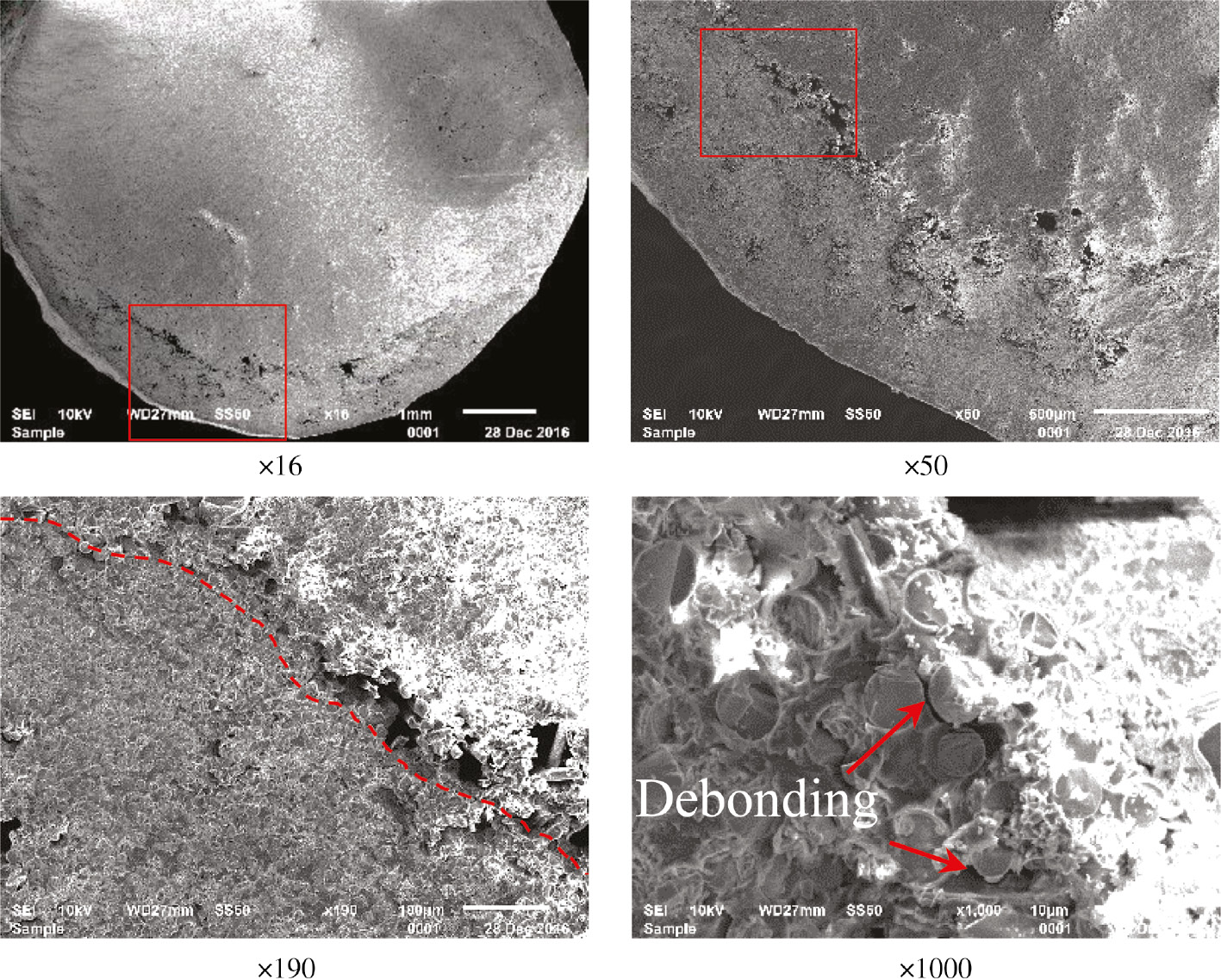 Figure 11: SEM images.