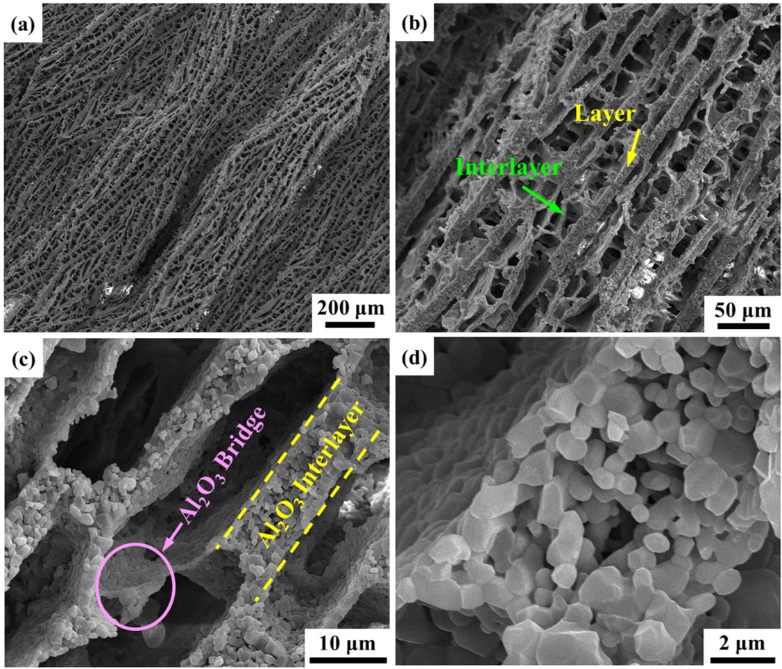 Figure 2 Representative microstructure of the porous Al2O3 scaffold prepared by the freezing-dry method. (a) Low magnification image, (b) Microstructure of the layer and interlayer, (c) Microstructure of the interface and the bridges, (d) Porous microstructure in Al2O3 interlayer.