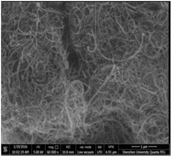 Figure 1 Scanning electron microscopy image of MWCNTs