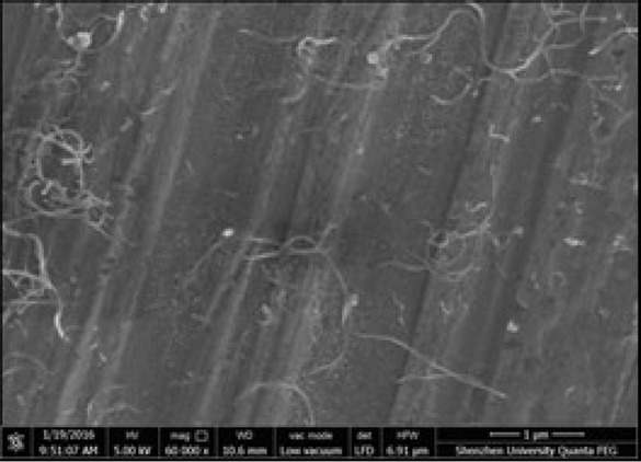 Figure 2 SEM image of MWCNTs after dispersion