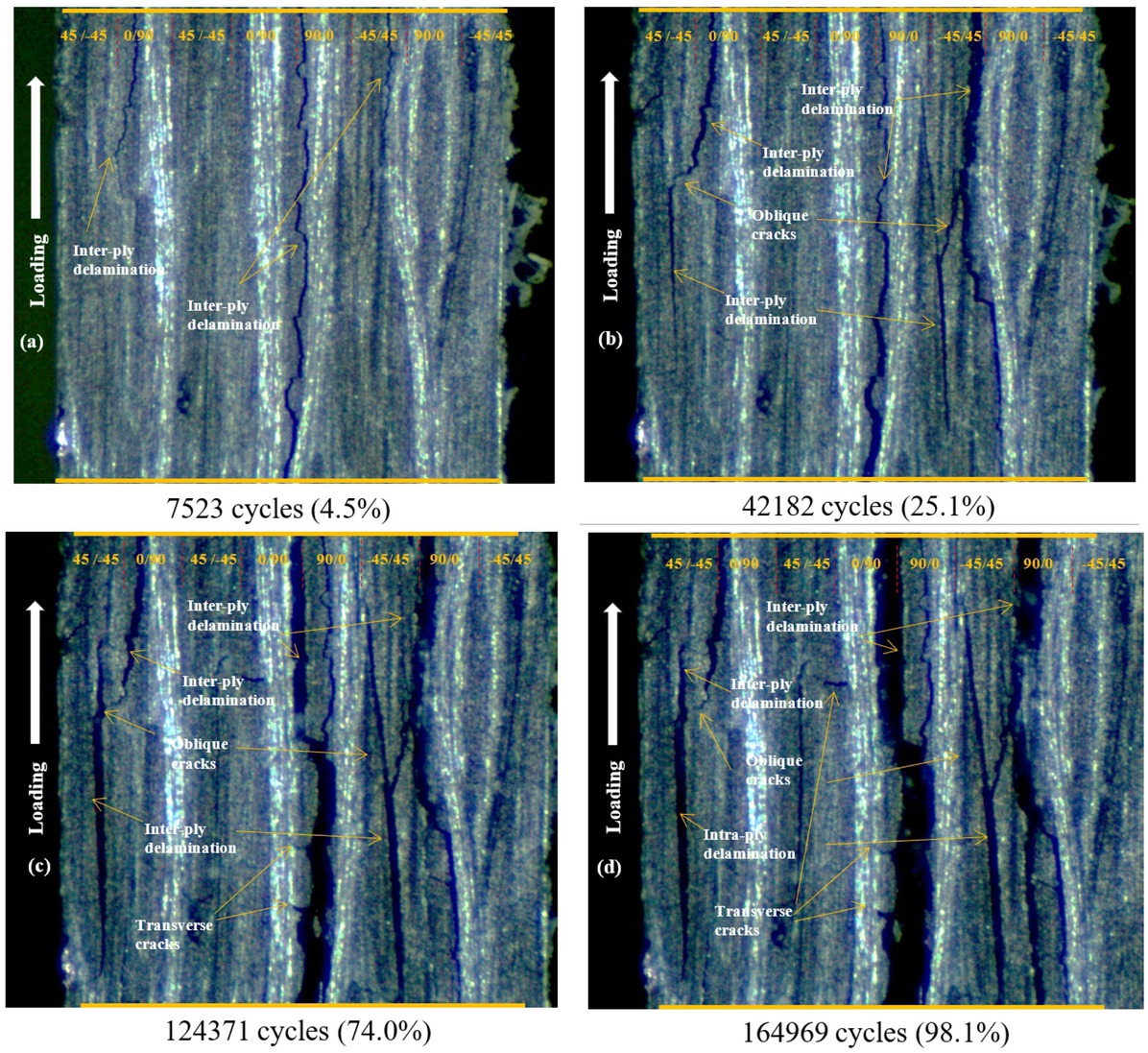 Figure 10 View of the tension-tension fatigue of no-damaged specimens under 70%UTS (a) at 7523 cycles (4.5% of the life); (b) at 42182 cycles (25.1% of the life); (c) at 124371 cycles (74.0% of the life); (d) at 164969 cycles (98.1% of the life)