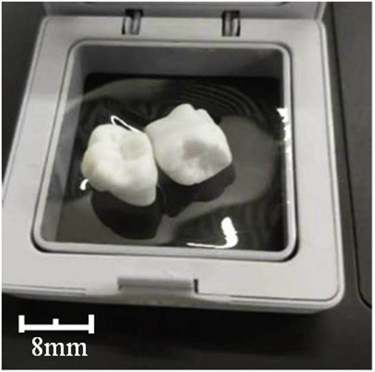Figure 11 
                  Camera snapshot image of the 3D-printed dental crown models.