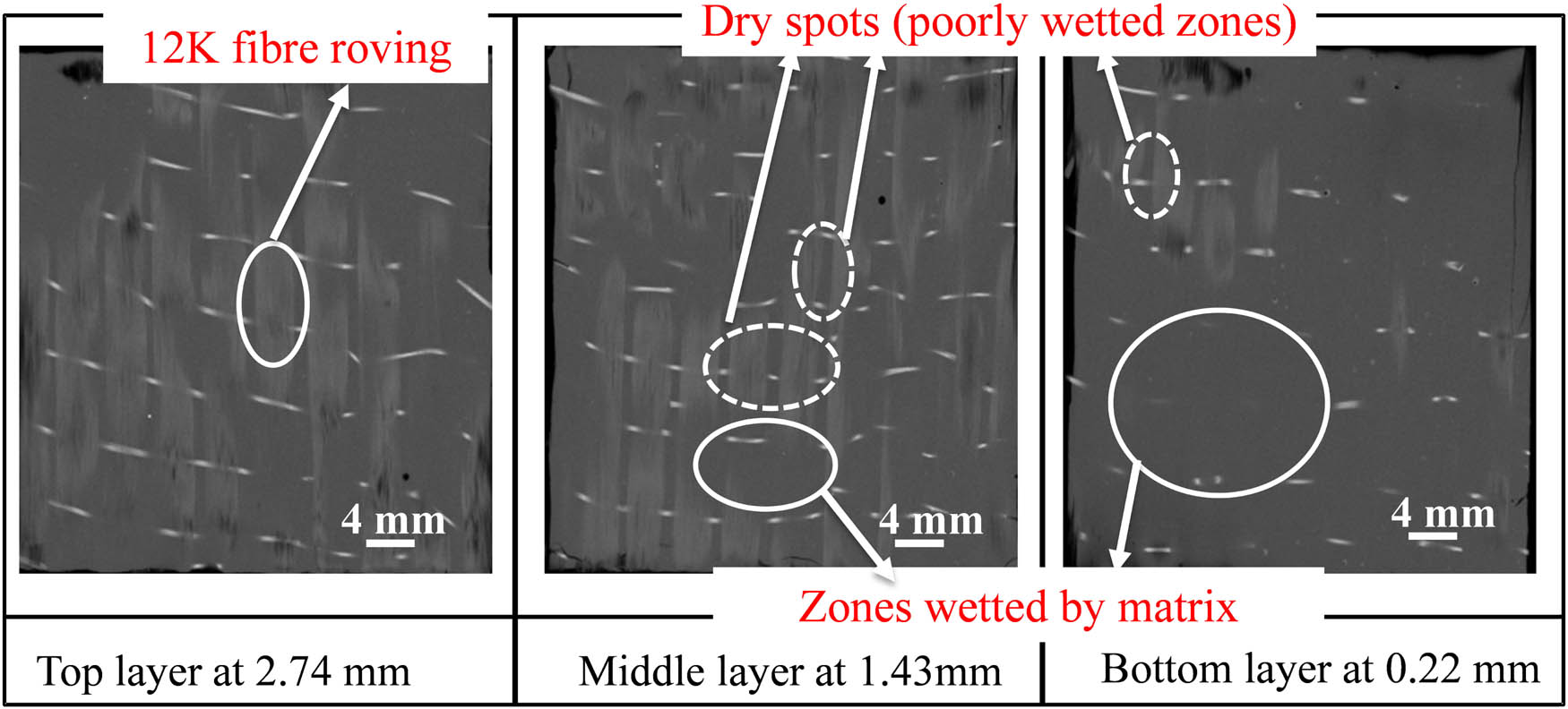 Figure 4 
                  CT-scan of the UDCF-1 composite specimen having a thickness of 3.2 mm. The dotted circles indicate poorly wetted regions, which are more in the middle layer (white stitches are glass fibres used to hold the UDCF rovings).
               