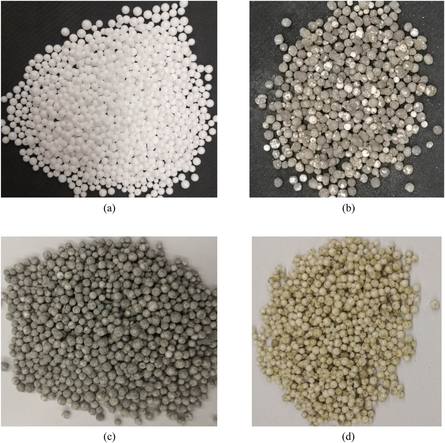 Figure 1 
                  EPS particles and wrapped EPS particles: (a) EPS particles, (b) MPC-wrapped EPS particles, (c) UHPC-wrapped EPS particles, and (d) WPU-wrapped EPS particles.
               