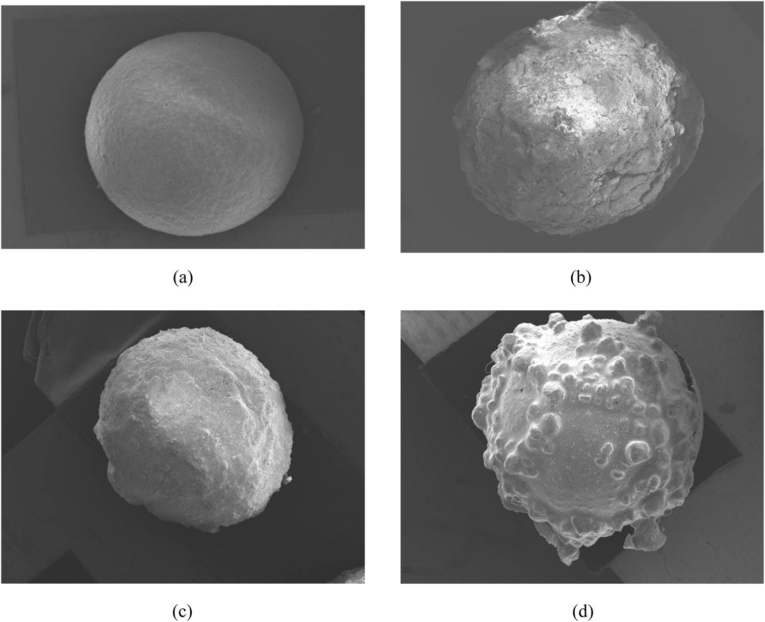 Figure 12 
                     EPS particle and wrapped EPS particles: (a) EPS particle, (b) MPC-wrapped EPS particle, (c) UHPC-wrapped EPS particle, and (d) WPU-wrapped EPS particle.
                  