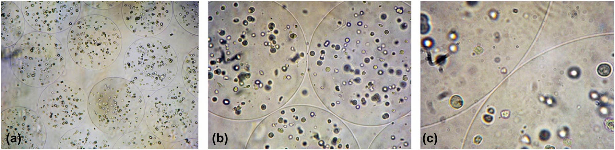 Figure 3 
                  The alginate hydrogel beads with encapsulate MC3T3-E1 cells. (a) ×40 magnification; (b) ×100 magnification; (c) ×250 magnification.