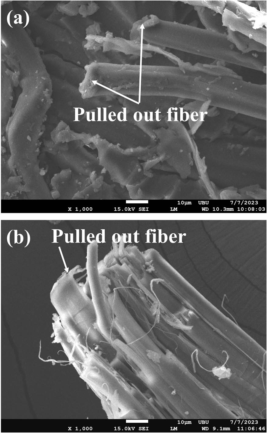 Figure 8
Fracture of natural fiber at the impact point: (a) silkworm cocoon waste of cocoon waste composite and (b) hemp woven of hemp woven composite.