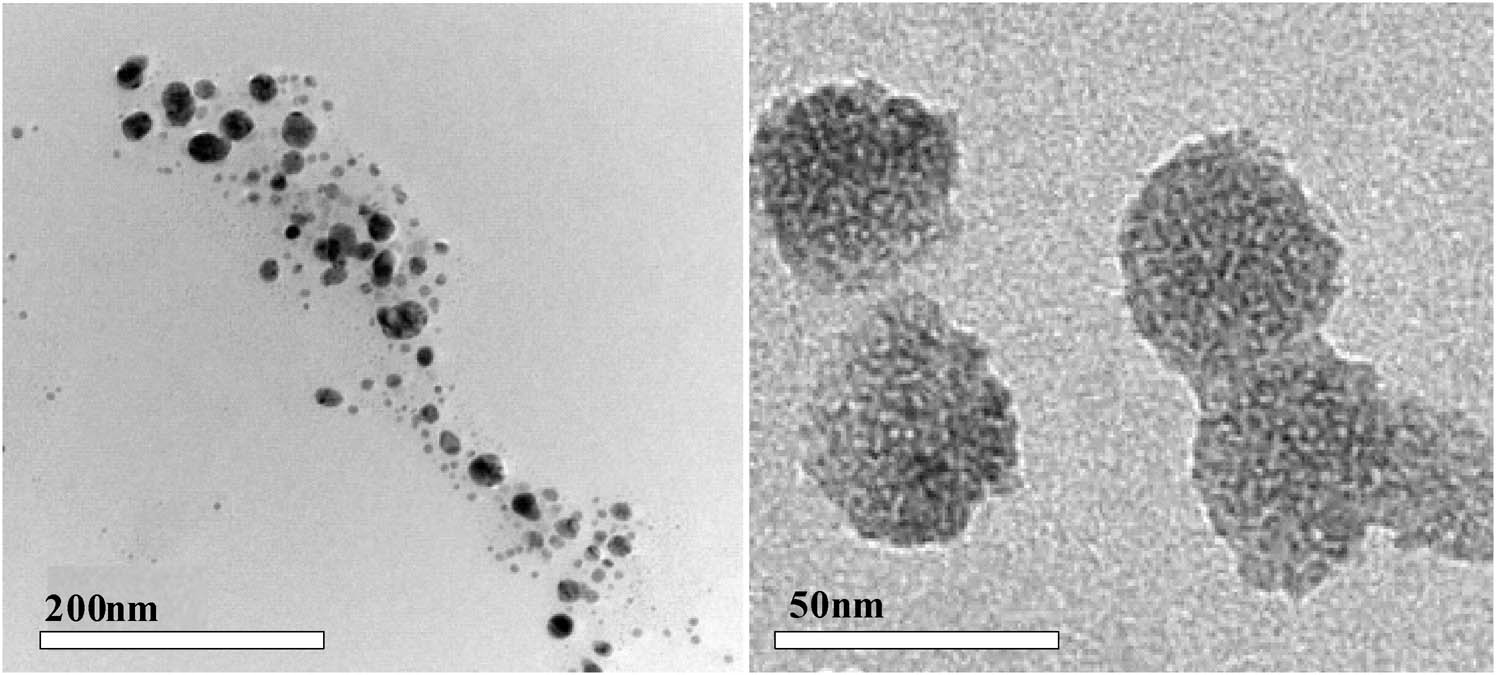 Figure 3
Scanning electron microscopy image.