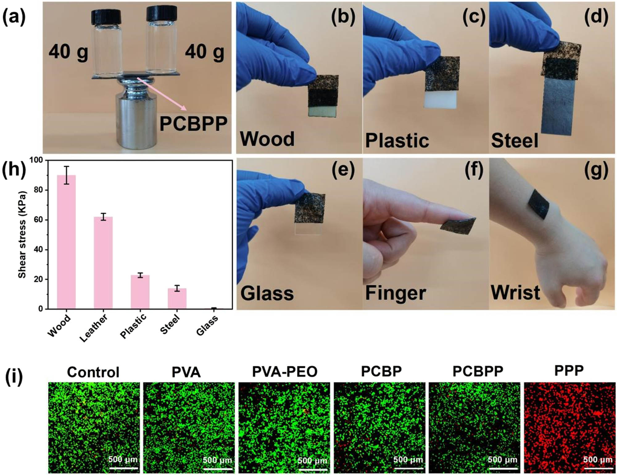 Figure 6 
               (a) Digital photos of PCBPP as adhesive to support 80 g of weight, (b)–(g) digital photos of PCBPP as adhesive to adhere with wood, plastic, steel, glass, finger, and wrist, respectively, (h) shear stress of PCBPP with wood, leather, plastic, steel, and glass, (i) laser confocal microscope images of RAW264.7 macrophage cells after 12 h of co-culture in the control group, PVA, PVA–PEO, PCBP, PCBPP, and PPP, respectively.
            