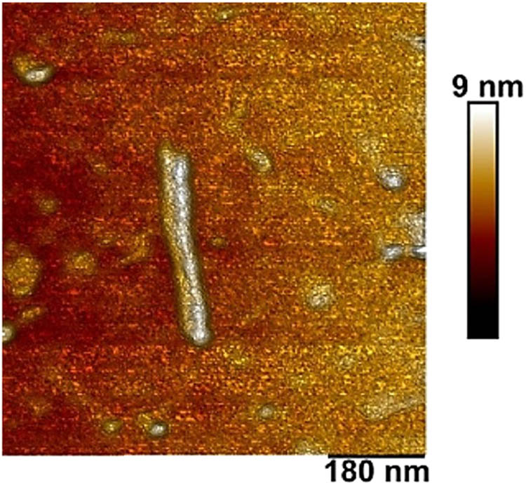 Figure 1 
               Visualization of MWCNT using atomic force microscopy. Reproduced with permission from [35].
            