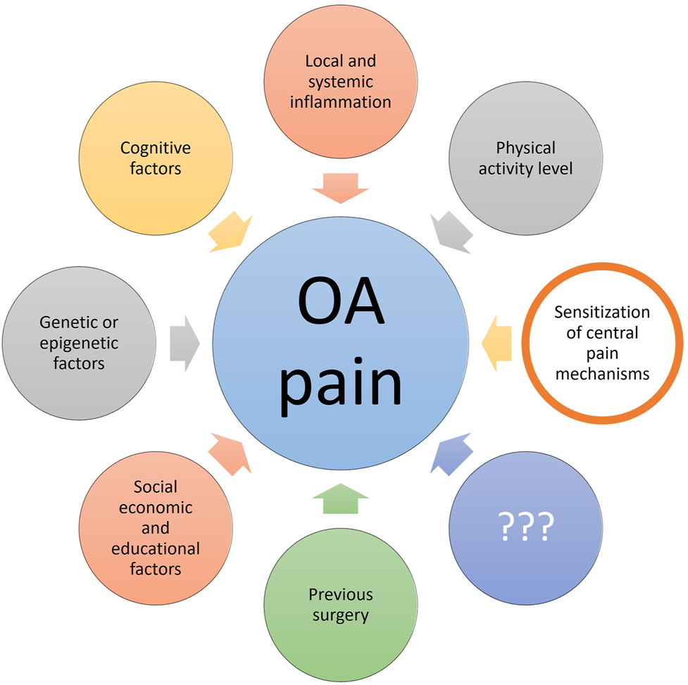 Figure 1: 
          Factors associated with pain in osteoarthritis (OA). The current review focuses on the contribution of sensitization of central pain mechanisms, and it is important to mention that this is one of many factors associated with OA pain. The figure has been copied with permission from the doctoral thesis by Kristian K. Petersen, 2021, Aalborg University, Denmark (link: chrome-extension://efaidnbmnnnibpcajpcglclefindmkaj/https://vbn.aau.dk/ws/portalfiles/portal/450213713/1061952_thesis_mechanistic_pain_profiling_of_patients_with_osteoarthritis_kkp.pdf).