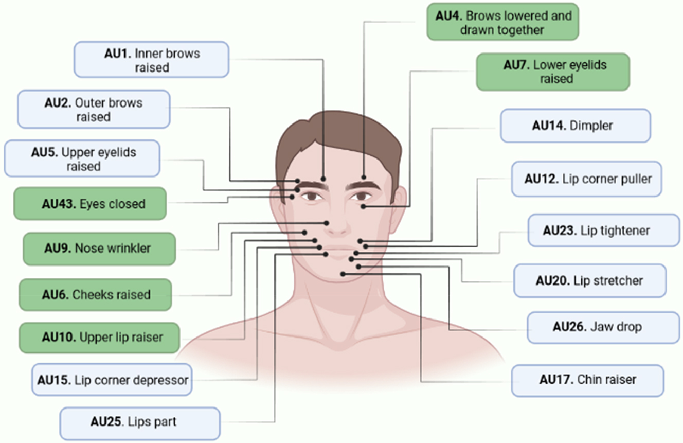 Figure 1: 
            The action units (AUs) employed. The “core” set of six pain expressions (AU4, AU6, AU7, AU9, AU10, and AU43) [28] (green boxes) was extended with 11 selected AUs (light blue boxes), including inner brow raiser (AU1), outer brow raiser (AU2), upper lid raiser (AU5), lip corner puller (AU12), dimpler (AU14), lip corner depressor (AU15), chin raiser (AU17), lip stretcher (AU20), lip tightener (AU23), lips part (AU25), and jaw drop (AU26). Created with BioRender.com (accessed on 25 April 2023).
          