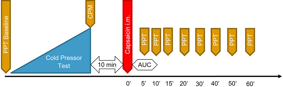 Figure 1: 
            Time course of the experiment. PPT, pressure pain thresholds; CPM, conditioned pain modulation; AUC, area under the curve of pain intensity during the first 10 min (assessed by electronic visual analogue scale).
          