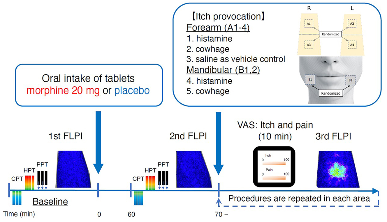 Figure 2: 
            Flowchart of study procedures. Tablets containing either morphine or placebo were administered to the participants in a blinded random order. Two itch provocations and saline (control) were applied on the forearm, and two itch provocations were applied in the mandibular area in a randomized order. One area of the forearm was not used. CPT, cold pain threshold; HPT, heat pain threshold; PPT, pressure pain threshold; FLPI, full-field laser perfusion; VAS, visual analog scale.
          