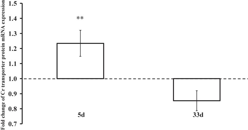 Figure 5: 
Fold change in muscle creatine transporter mRNA expression relative to baseline expression (day 0, dotted line) following 5 and 33 days of dietary Cr supplementation. **(p<0.01) represents difference in fold change expression from baseline after 5 vs. 33 days supplementation.
