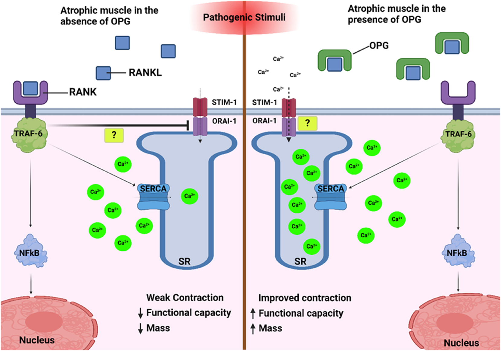 Figure 2: 
Within atrophic muscle, the absence of OPG allows the RANK/RANKL complex to form, leading to the stimulation of nuclear factor kappa beta (NFkB), in turn activating the ubiquitin-proteosome system and increasing atrophy. In addition, SERCA is weakly upregulated, leading to a reduced ability to transport Ca2+ ions into the sarcoplasmic reticulum (SR) to facilitate contraction. Within this pathway, it is suggested that the STIM-1/ORAI-1 complex method of Ca2+ replenishment is also inhibited, by a yet unknown mechanism. Conversely, when atrophic muscle is exposed to OPG, the RANK/RANKL complex is formed at a much-reduced rate, meaning SERCA activity is inhibited. In response to this inhibition, it is possible the STIM-1/ORAI-1 complex is upregulated, allowing the replenishment of Ca2+ ions into the SR and therefore increasing the capacity of the muscle to contract.
